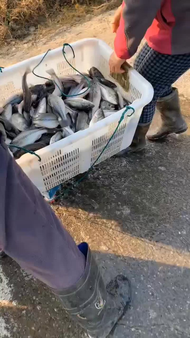 鲈鱼苗，产地自销，有量可以送货上门