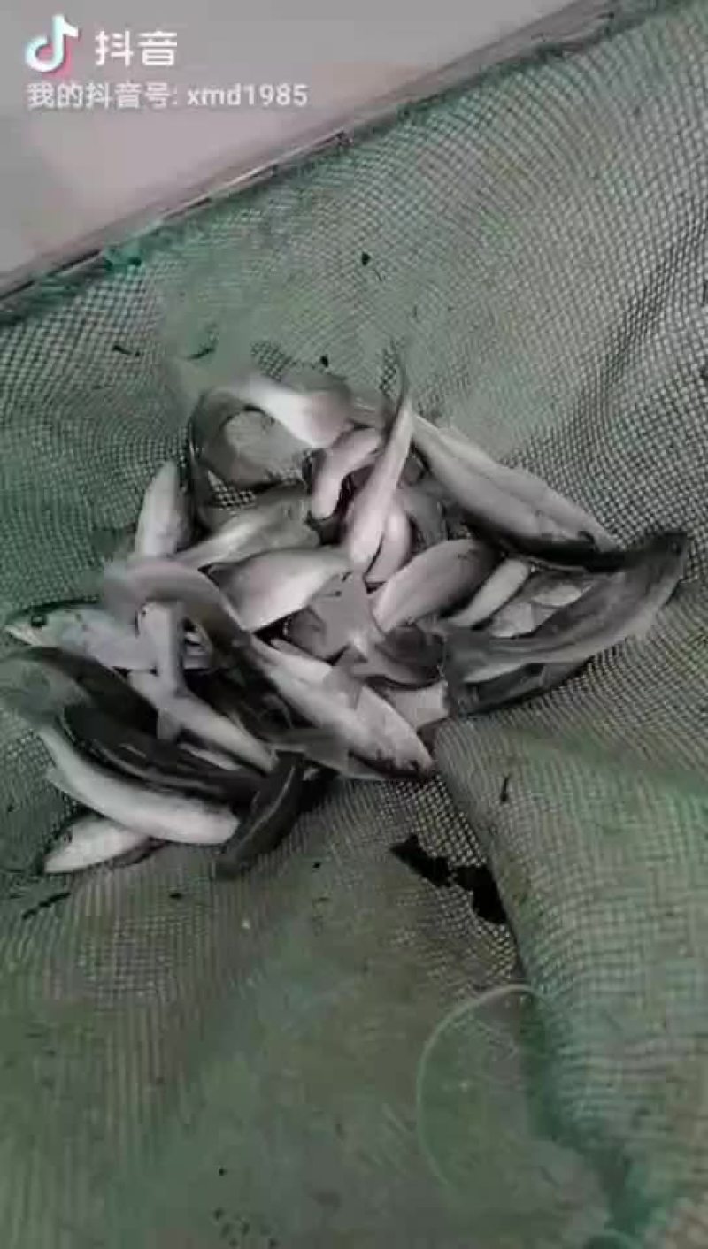 鲈鱼苗，产地自销，有量可以送货上门