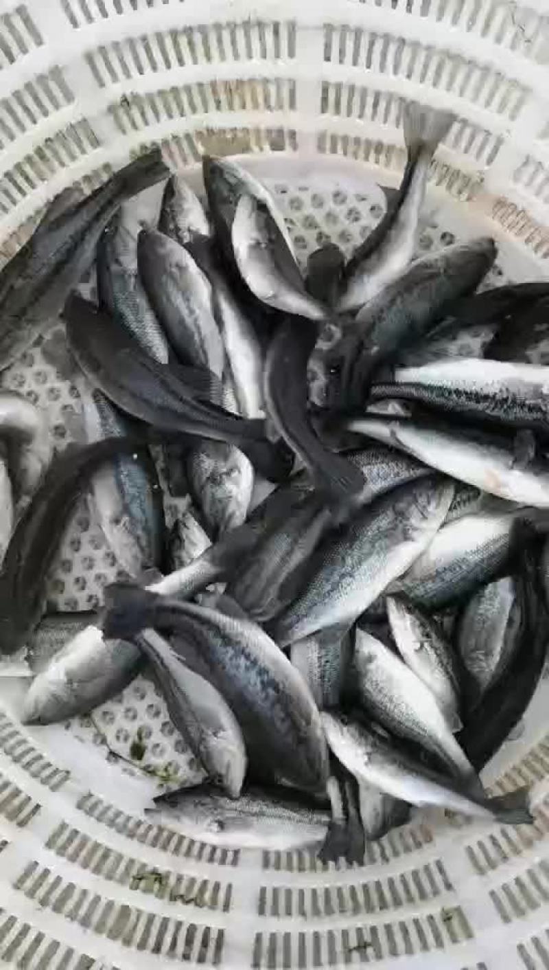 鲈鱼苗，产地自销，有量可以送货上门