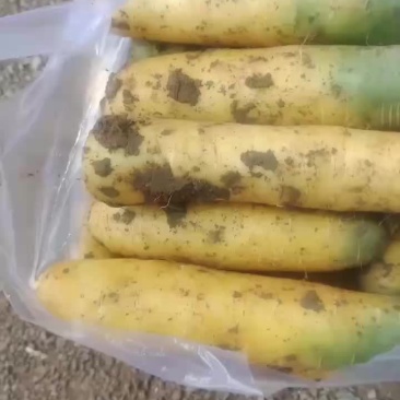 萝卜