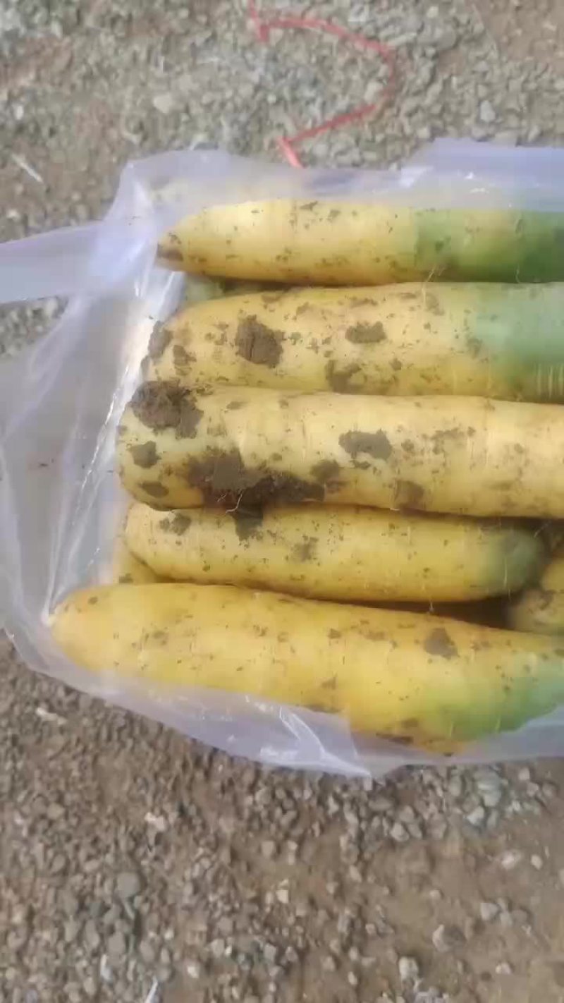 萝卜