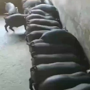 农户猪黑猪仔苗