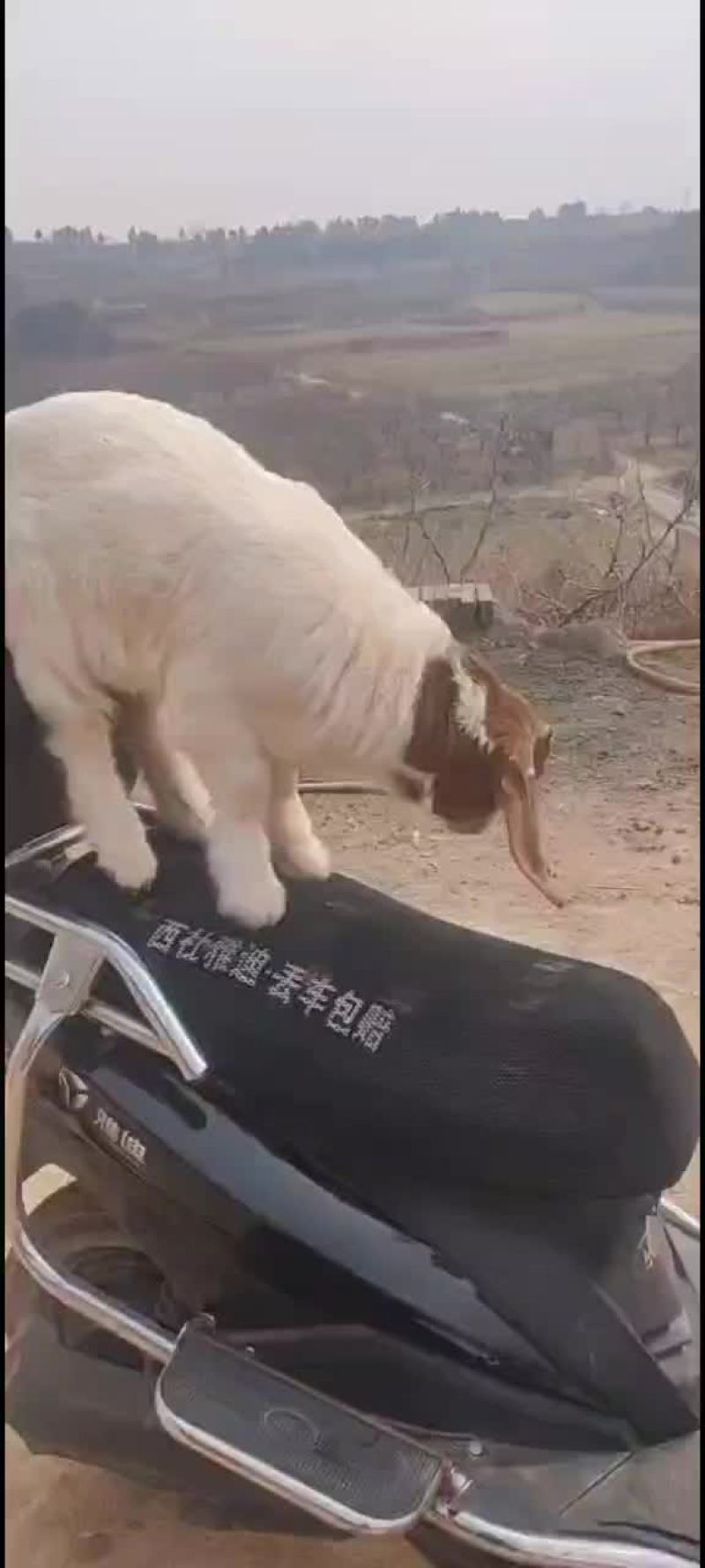 山羊，波尔山羊