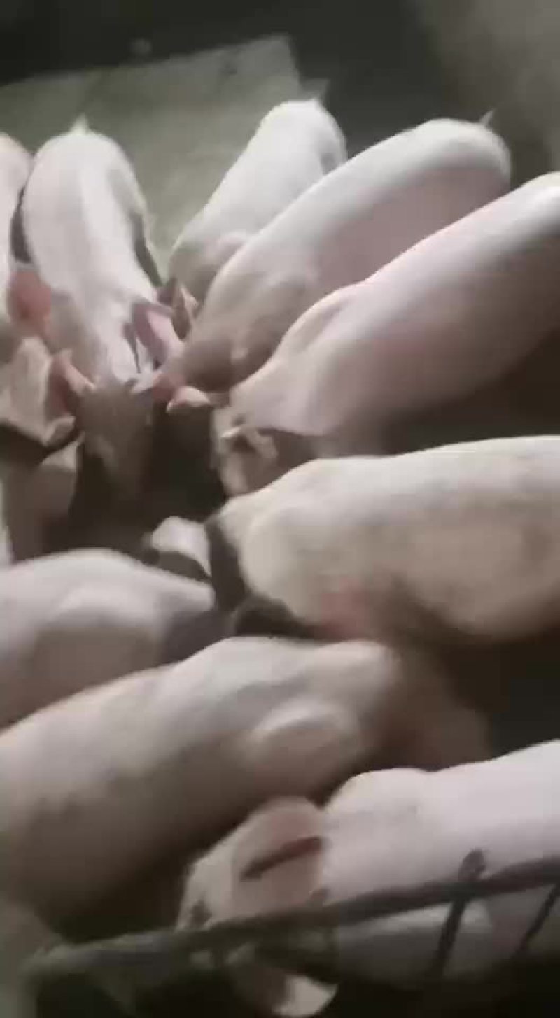 可开发票，三元杂，品质优良，接种疫苗齐全，欢迎下单。