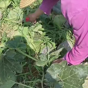 500亩南瓜种植基地
