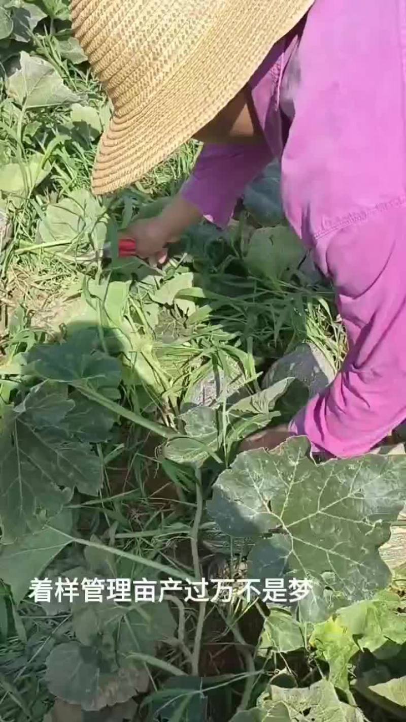 500亩南瓜种植基地
