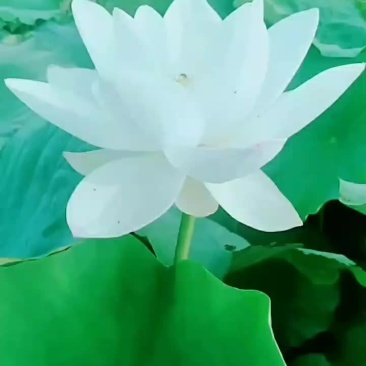 莲藕种苗