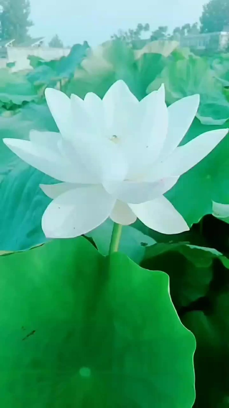 莲藕种苗
