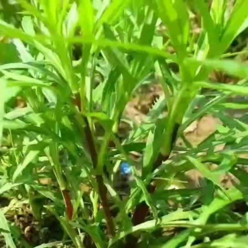 柳蒿又名蒌蒿、黎蒿、芦蒿、泥篙、菠蒿、水蒿、柳蒿芽等。