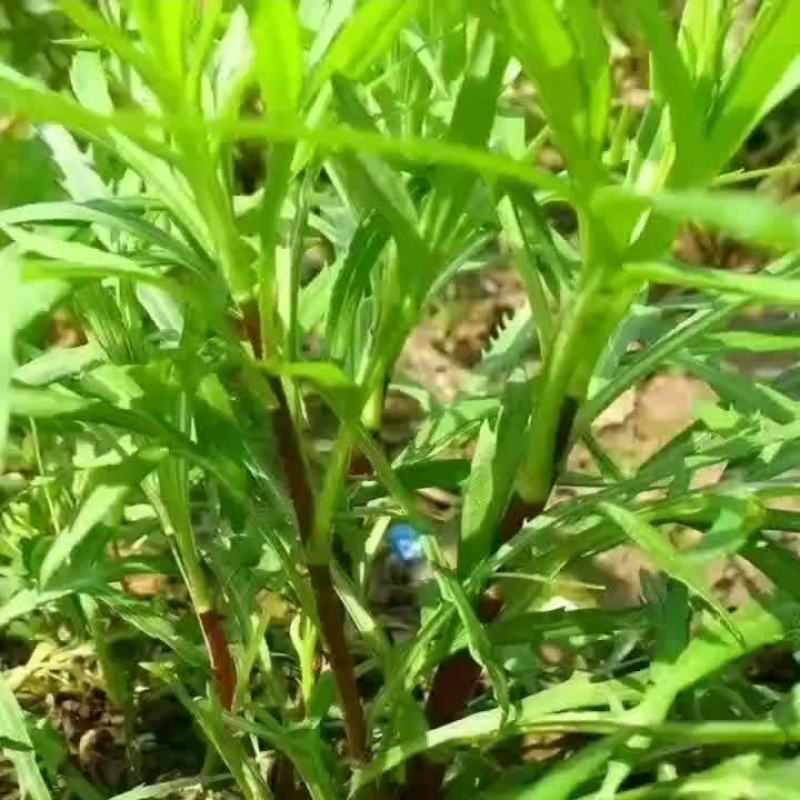 柳蒿又名蒌蒿、黎蒿、芦蒿、泥篙、菠蒿、水蒿、柳蒿芽等。