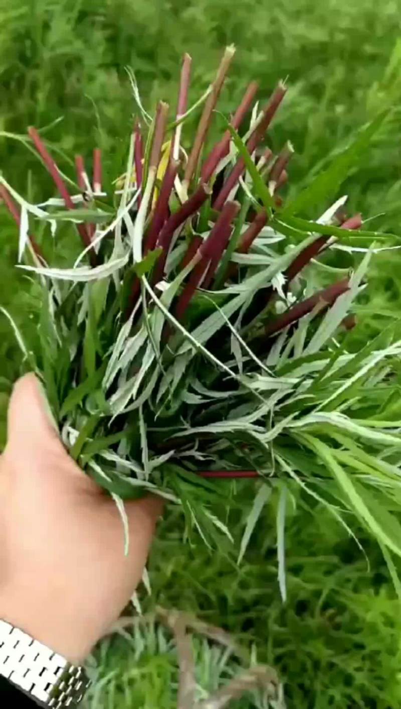 柳蒿又名蒌蒿、黎蒿、芦蒿、泥篙、菠蒿、水蒿、柳蒿芽等。