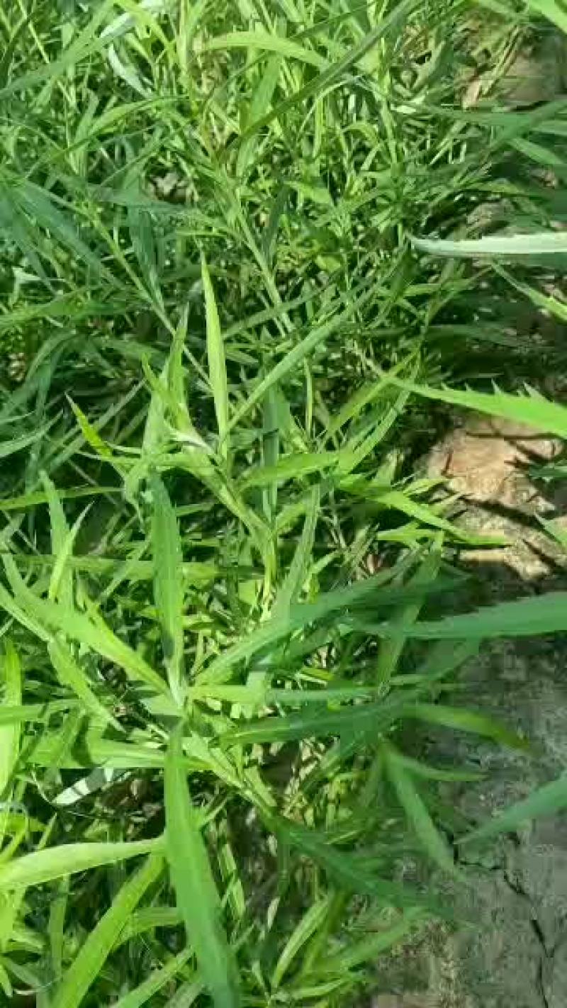 柳蒿又名蒌蒿、黎蒿、芦蒿、泥篙、菠蒿、水蒿、柳蒿芽等。