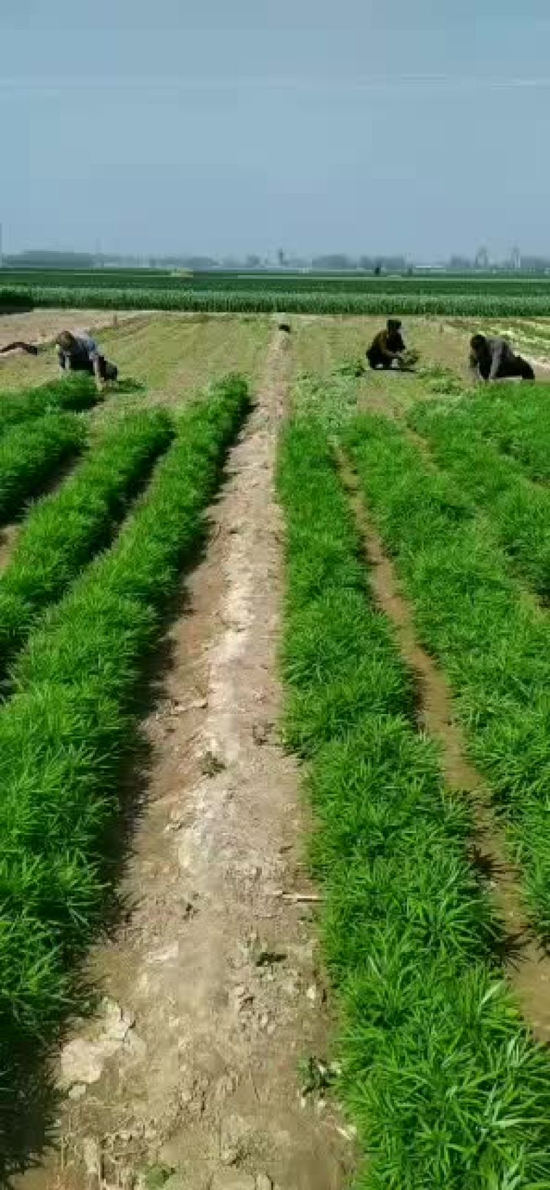 柳蒿又名蒌蒿、黎蒿、芦蒿、泥篙、菠蒿、水蒿、柳蒿芽等。