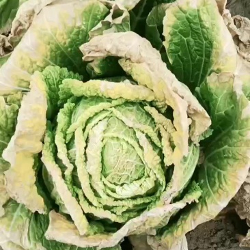 泡菜货