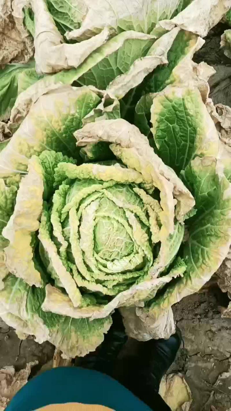 泡菜货