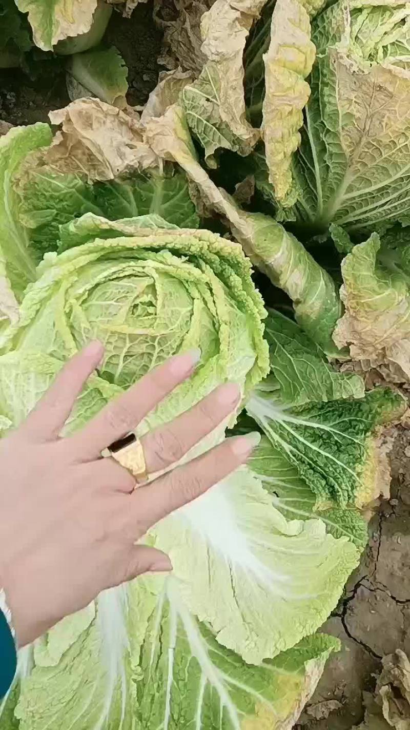 泡菜货