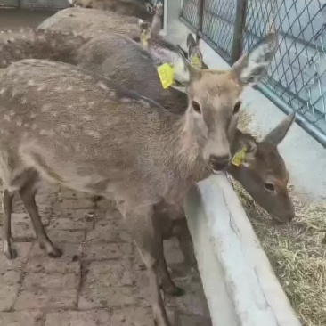 个人养殖场饲养个种规格梅花鹿
