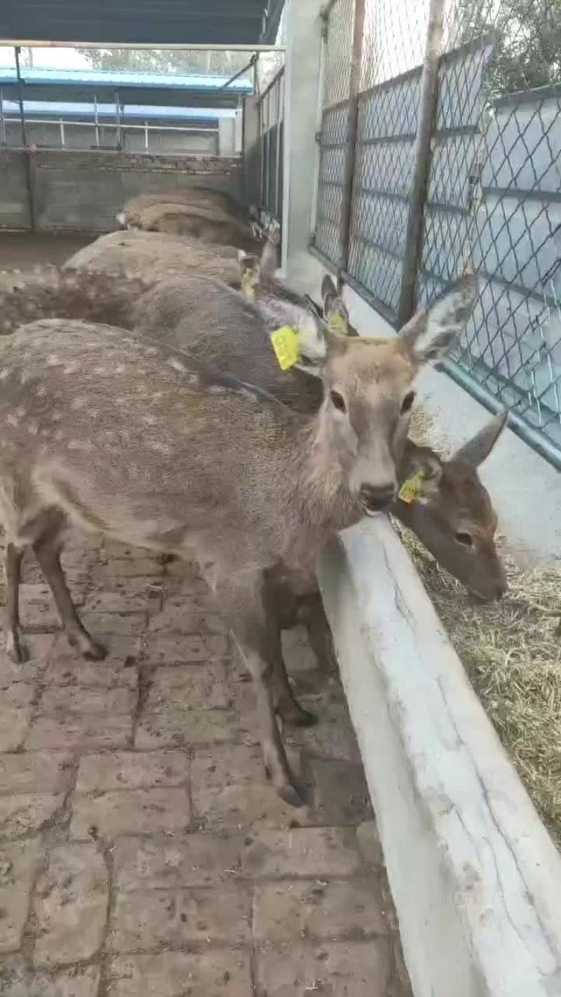 个人养殖场饲养个种规格梅花鹿