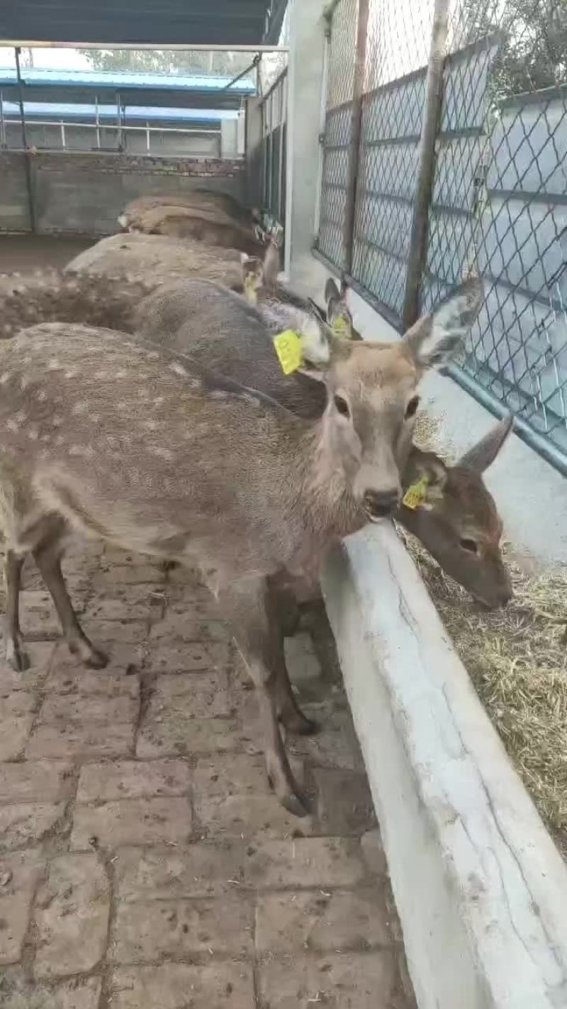 个人养殖场饲养个种规格梅花鹿