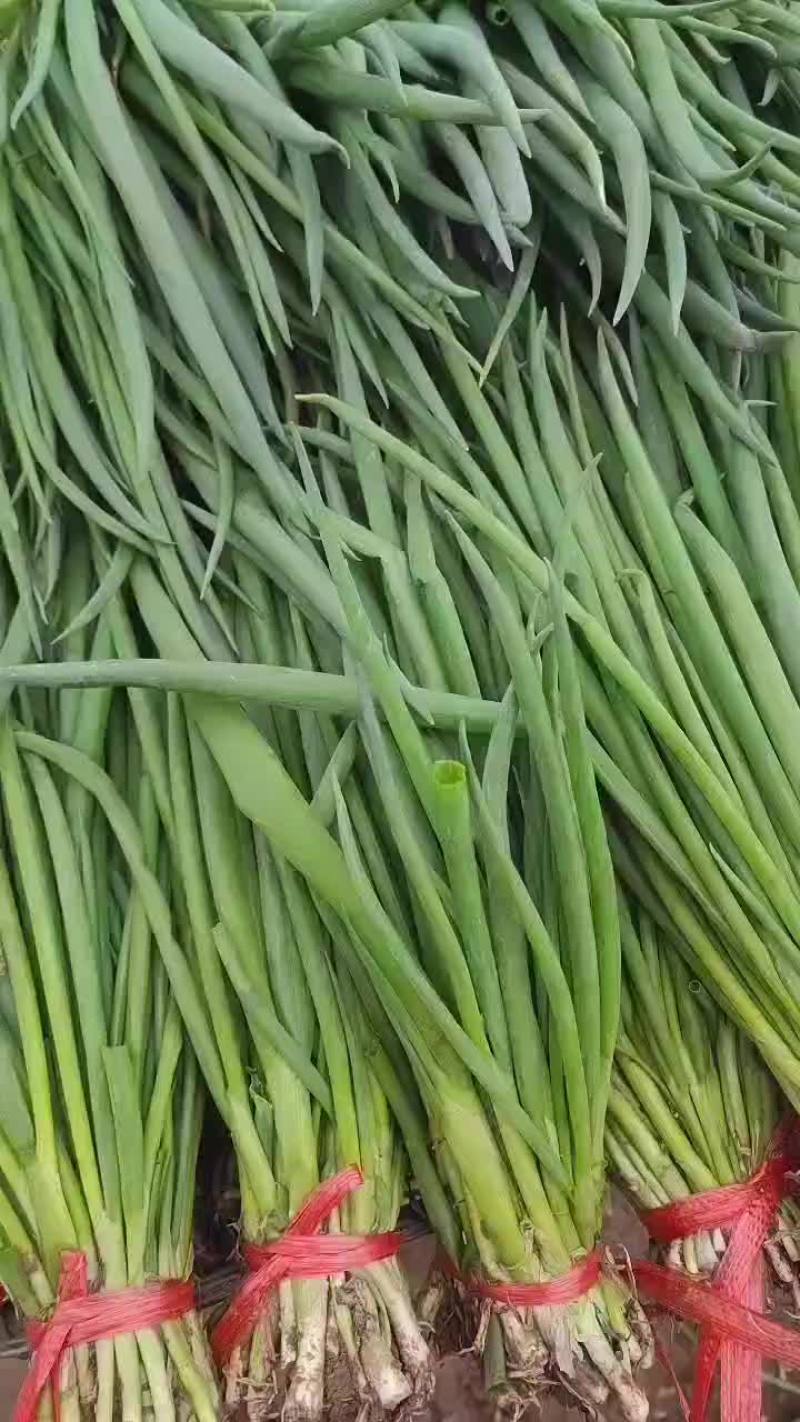 小葱