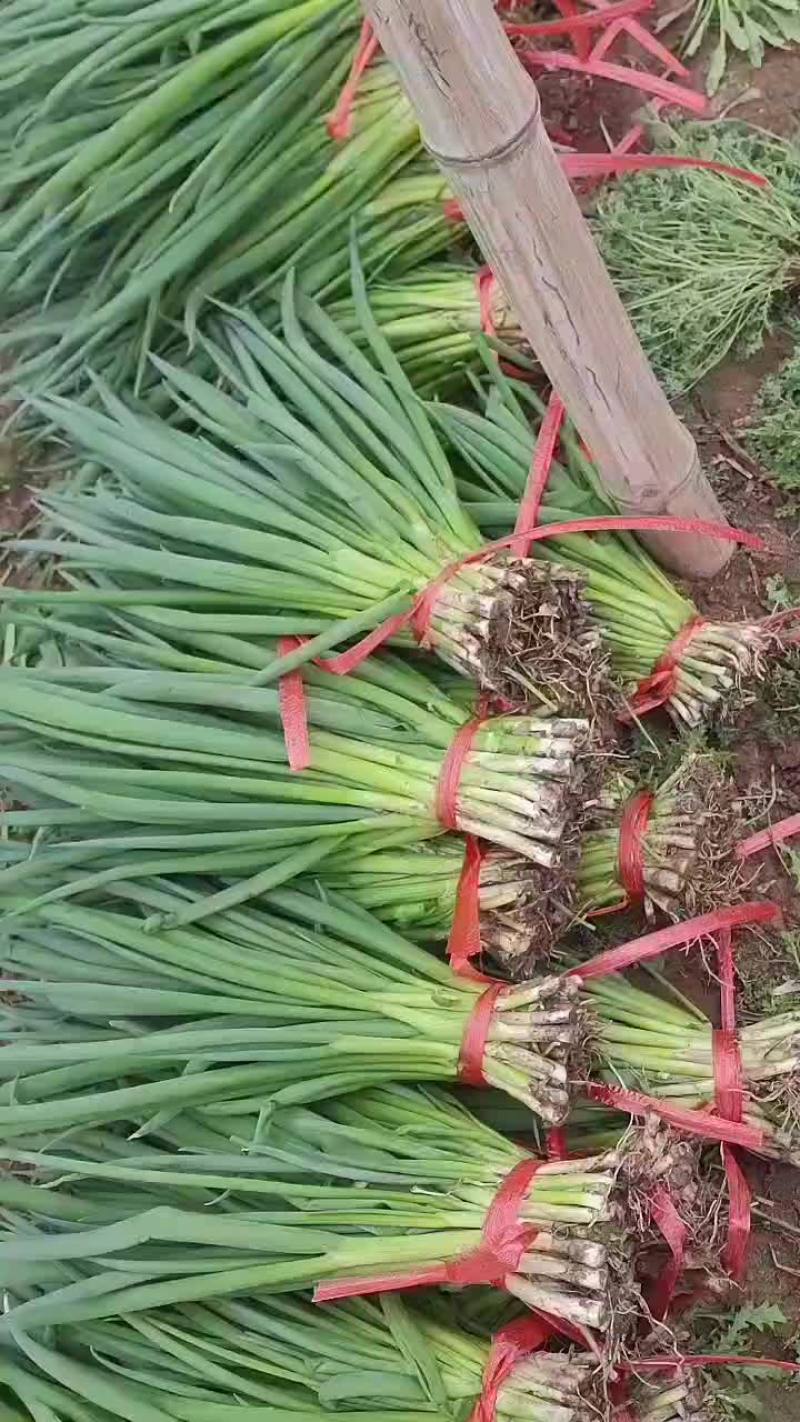 小葱