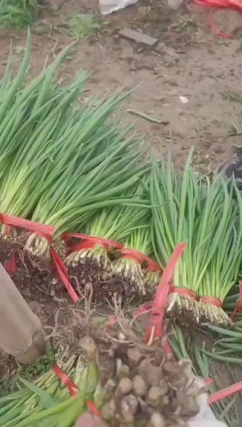 小葱菠菜香菜茴香