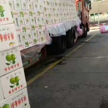 正宗库尔勒香梨大量有货