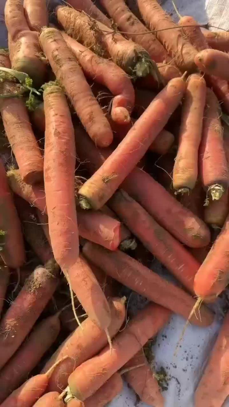 红萝卜大量有货要的老板联系