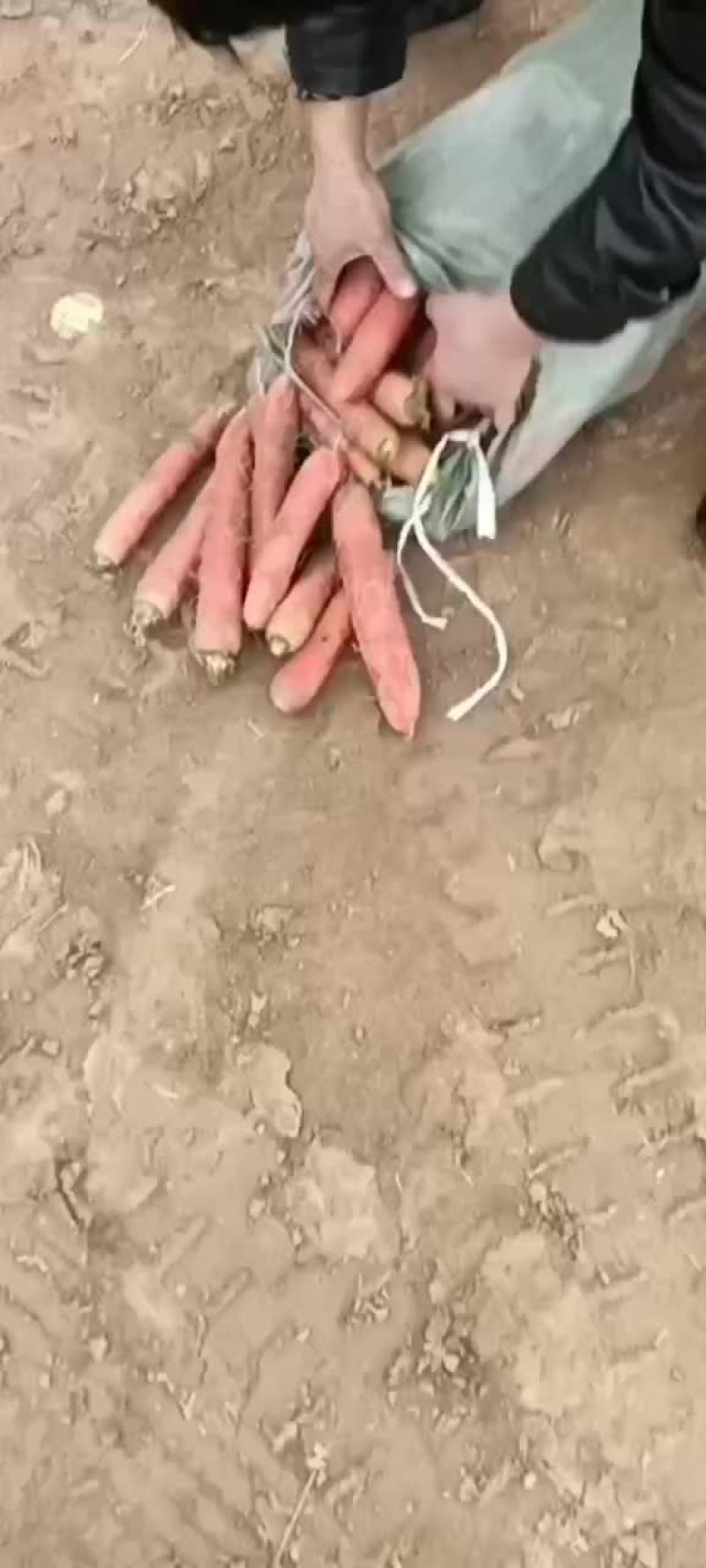红萝卜大量有货要的老板联系