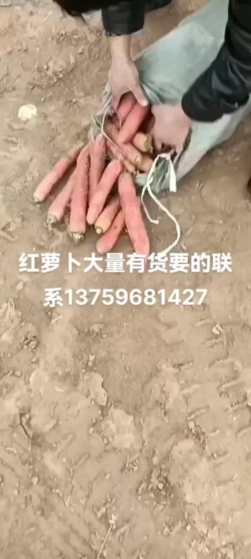 红萝卜大量有货要的老板联系
