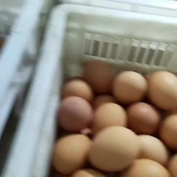 红皮鸡蛋，