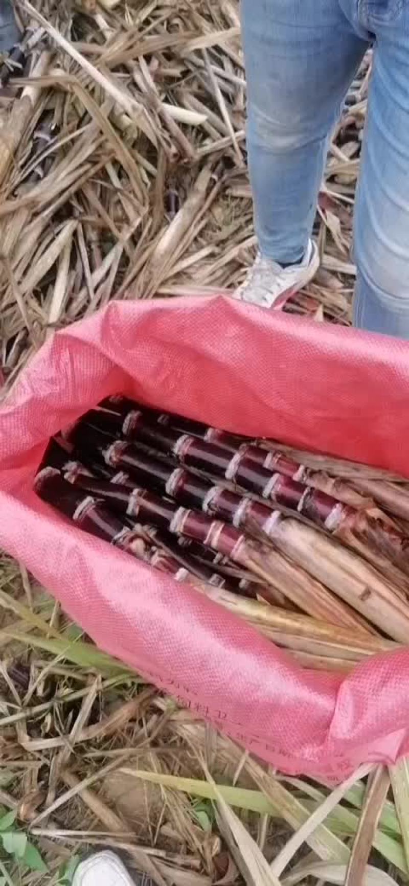 甘蔗种苗