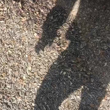 食葵同庆6号