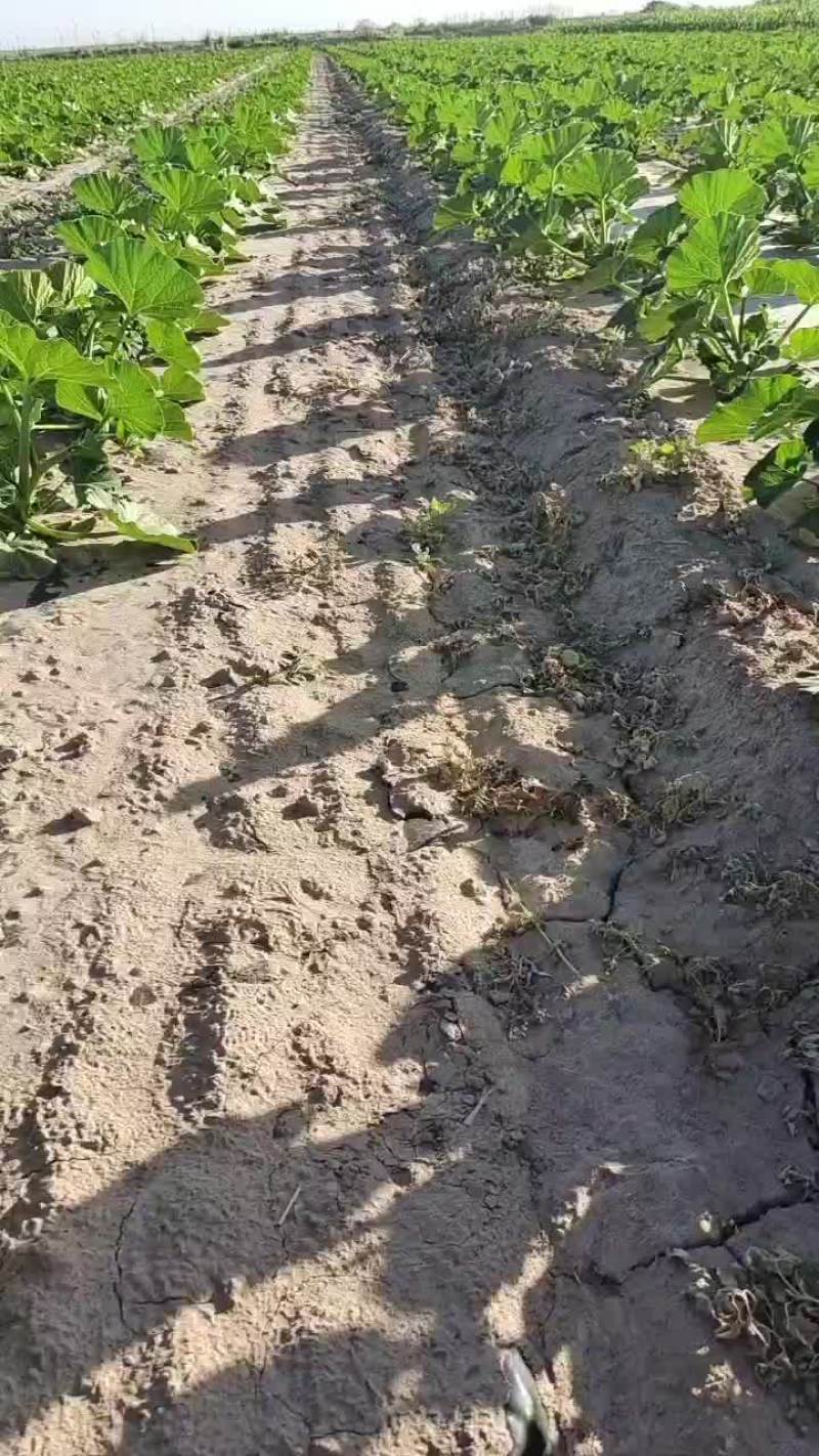 南瓜