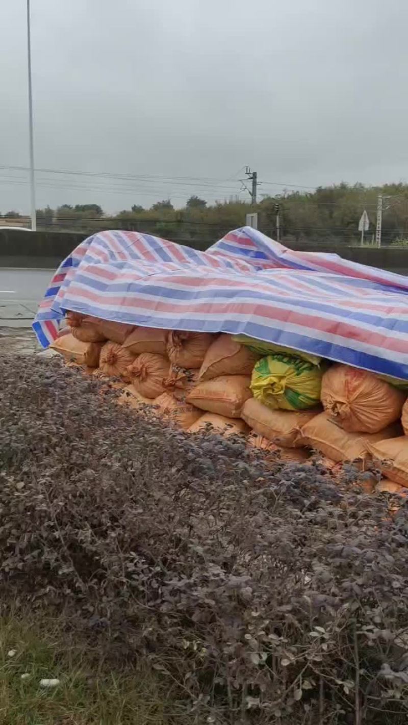 马蹄