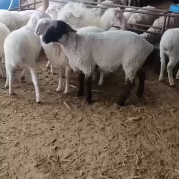 肉羊