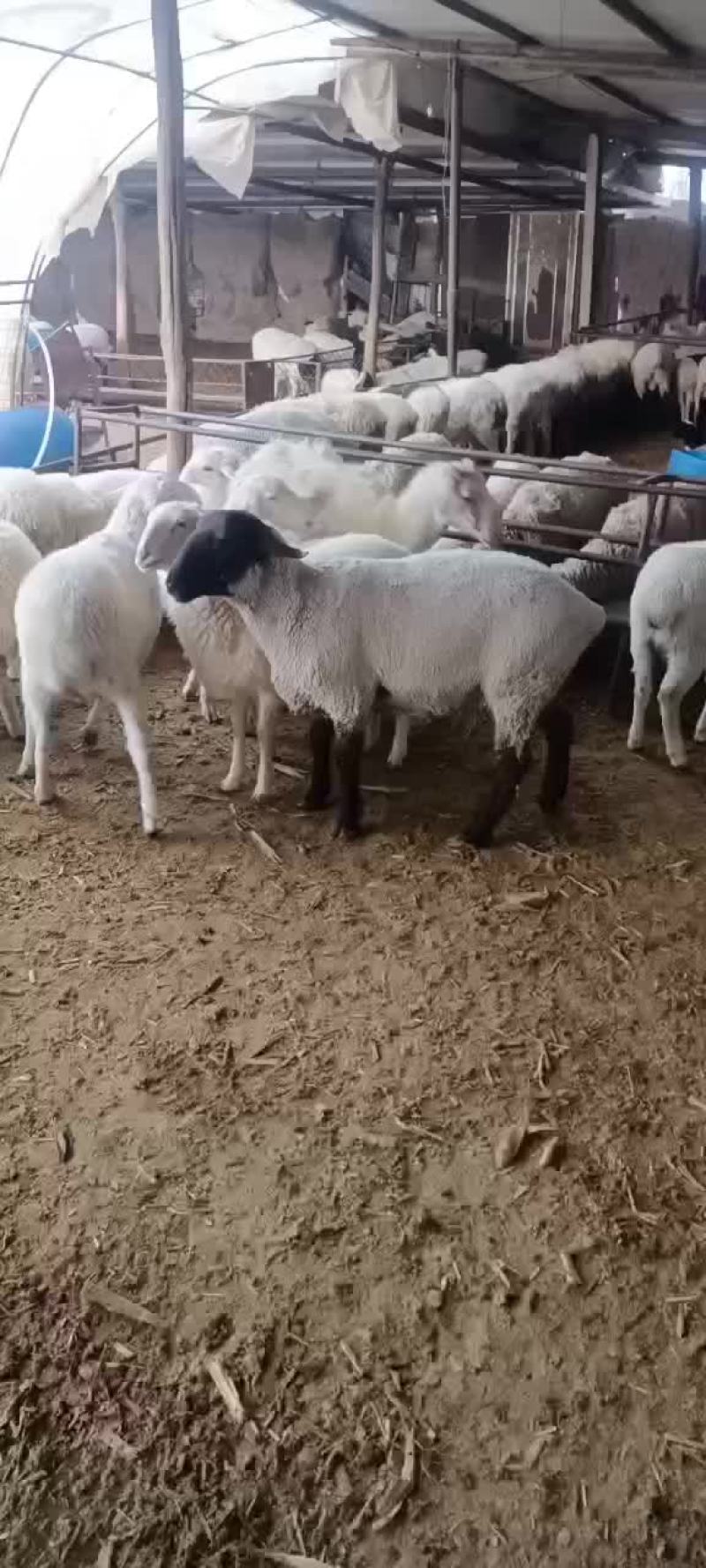 肉羊