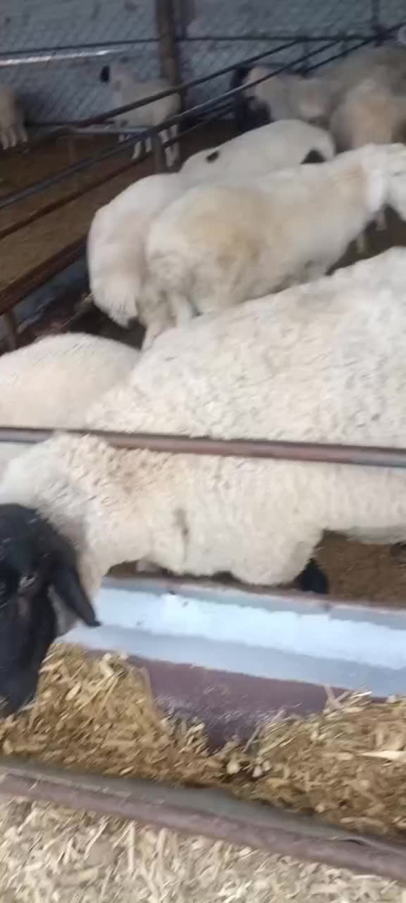 肉羊
