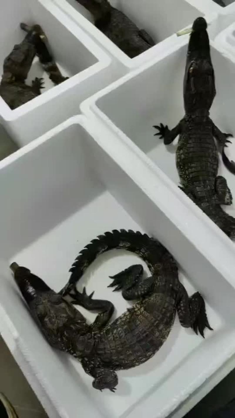 鳄鱼苗