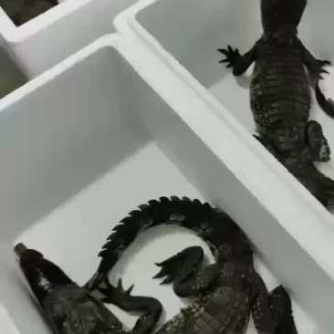 鳄鱼苗