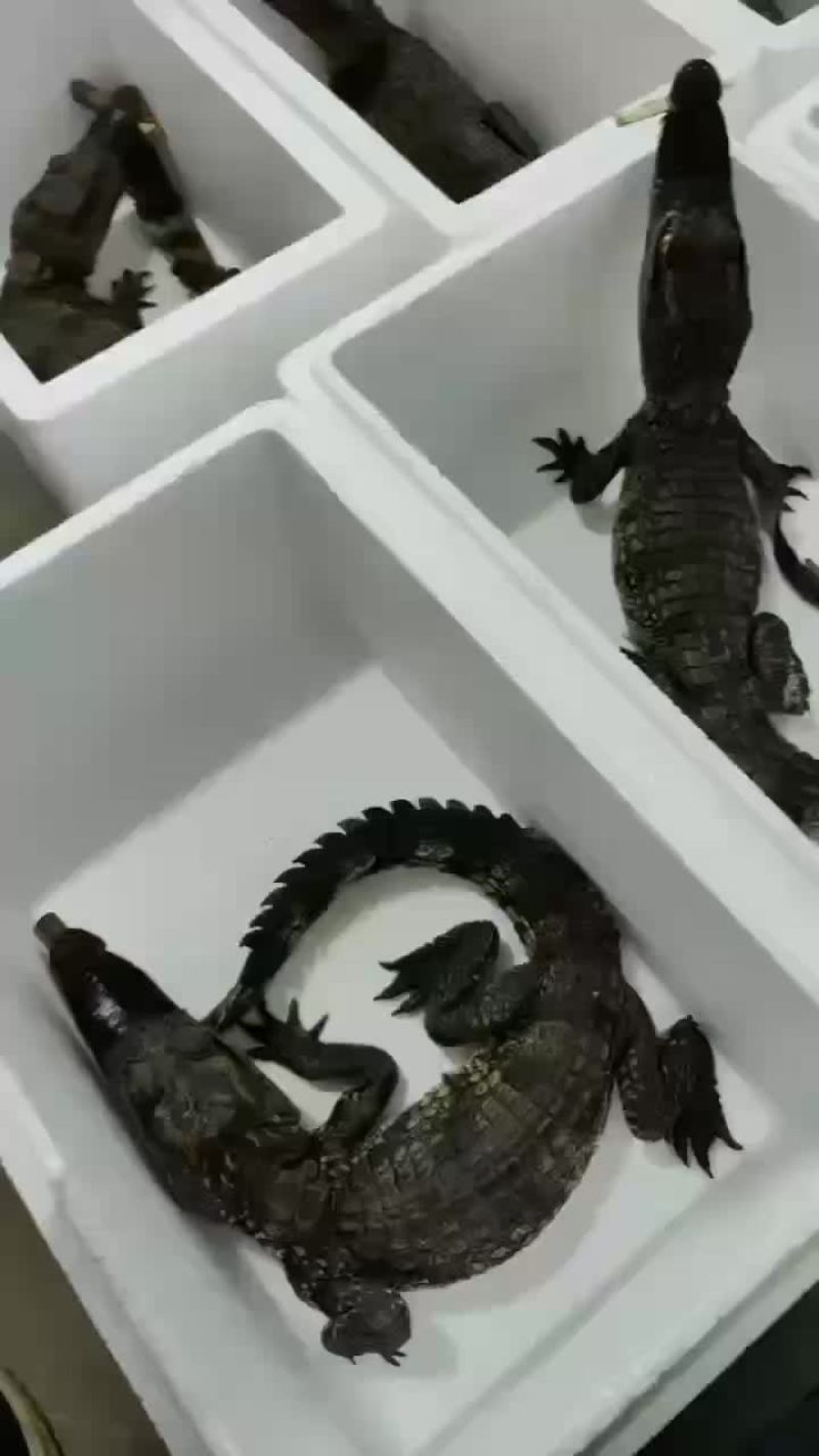 鳄鱼苗
