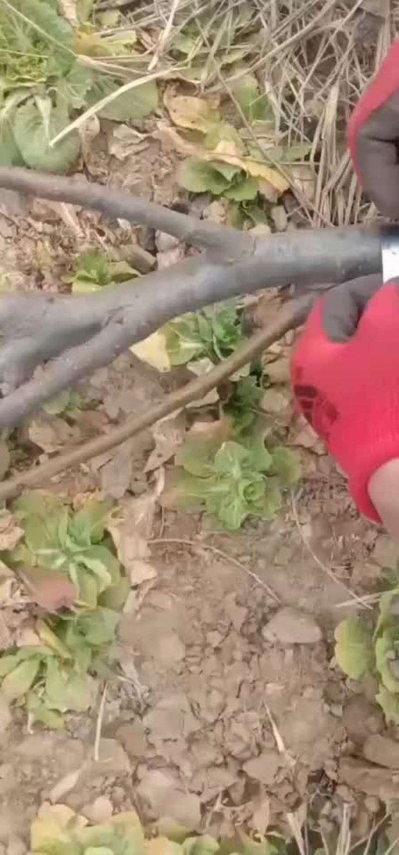 3公分梨苗，脆冠。