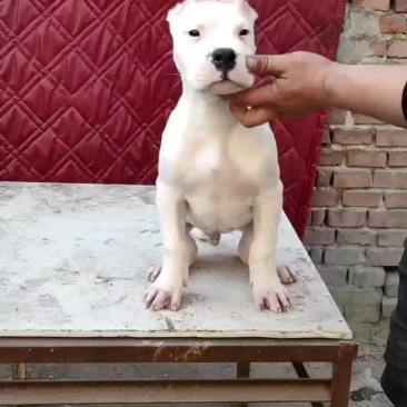 杜高犬