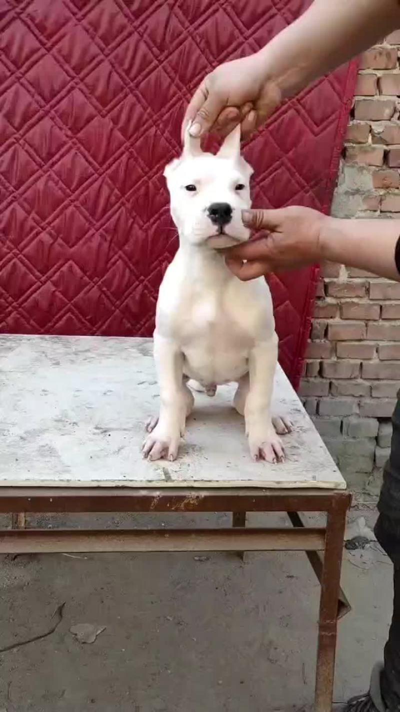 杜高犬