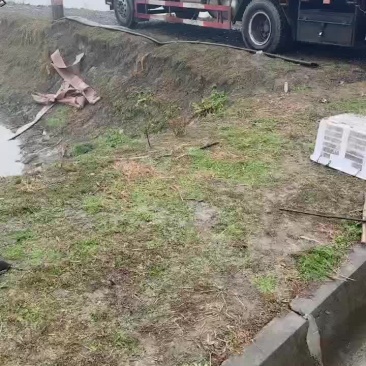黄骨鱼苗