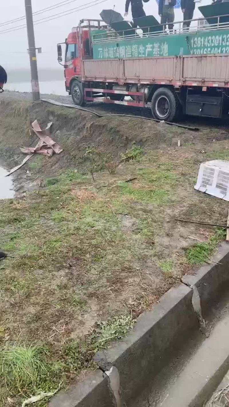 黄骨鱼苗
