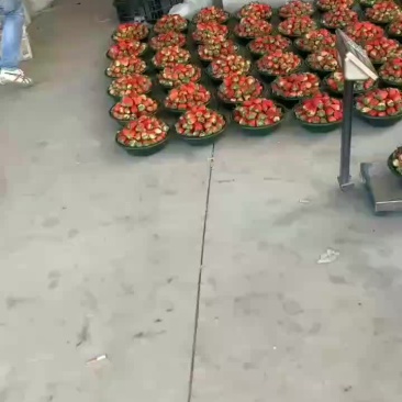 专业水果批发，赶集，商超，高中低摆摊货源。样样便宜