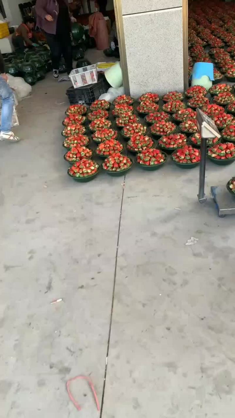 专业水果批发，赶集，商超，高中低摆摊货源。样样便宜