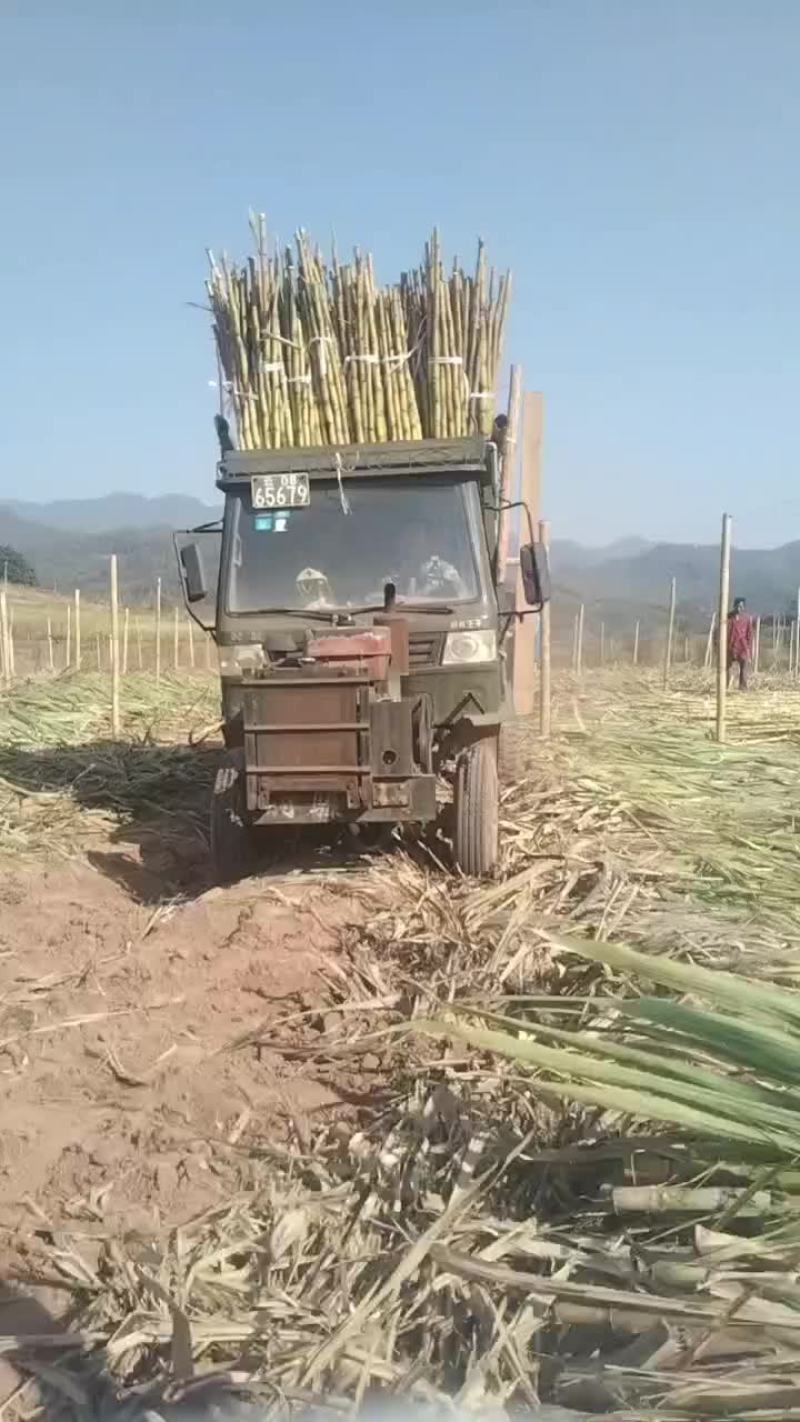 黄皮甘蔗