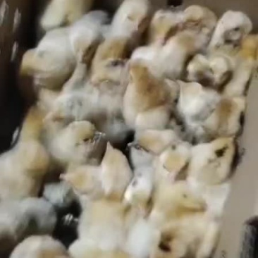 本公司长期供应公苗。
